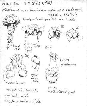 Vorschaubild Nectandra membranacea var. saligna (Nees & Mart.) Hassl.